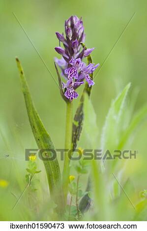 "Heath spotted orchid, Moorland spotted orchid (Dactylorhiza maculata)" View Large Photo Image Stock Image - "Heath spotted orchid, Moorland spotted orchid (Dactylorhiza maculata)". Fotosearch