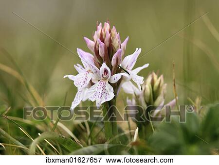 "Heath Spotted Orchid or Moorland Spotted Orchid (Dactylorhiza maculata), Burren, Ireland, Europe" View Large Photo Image Stock Photo - "Heath Spotted Orchid or Moorland Spotted Orchid (Dactylorhiza maculata), Burren, Ireland, Europe". Fotosearch