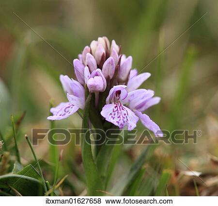 "Heath Spotted Orchid or Moorland Spotted Orchid (Dactylorhiza maculata), Burren, Ireland, Europe" View Large Photo Image Stock Photo - "Heath Spotted Orchid or Moorland Spotted Orchid (Dactylorhiza maculata), Burren, Ireland, Europe". Fotosearch