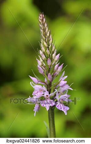 "Heath Spotted Orchid or Moorland Spotted Orchid (Dactylorhiza maculata), European terrestrial orchid, Lermos, Austria, Europe" View Large Photo Image Stock Photograph - "Heath Spotted Orchid or Moorland Spotted Orchid (Dactylorhiza maculata), European terrestrial orchid, Lermos, Austria, Europe". Fotosearch