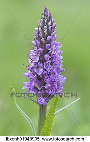 Heath Spotted Orchid or Moorland Spotted Orchid (Dactylorhiza maculata) View Large Photo Image Stock Photography - Heath Spotted Orchid or Moorland Spotted Orchid (Dactylorhiza maculata). Fotosearch