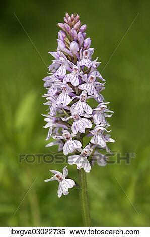 "Heath Spotted Orchid or Moorland Spotted Orchid (Dactylorhiza maculata), Kaiserstuhl, Baden-Wurttemberg, Germany, Europe" View Large Photo Image Stock Photography - "Heath Spotted Orchid or Moorland Spotted Orchid (Dactylorhiza maculata), Kaiserstuhl, Baden-Wurttemberg, Germany, Europe". Fotosearch