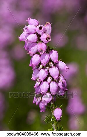 Heather-bell (Erica cinerea 'Rosi') View Large Photo Image Stock Photograph - Heather-bell (Erica cinerea 'Rosi'). Fotosearch