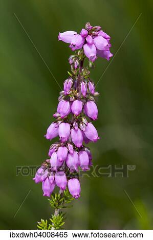 Heather-bell (Erica cinerea 'Rosi') View Large Photo Image Stock Photography - Heather-bell (Erica cinerea 'Rosi'). Fotosearch
