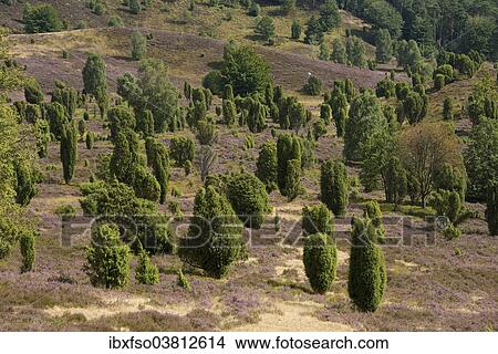 "Heather (Calluna vulgaris), flowering, and Common Juniper (Juniperus communis), Totengrund Valley, Wilsede, Luneburg Heath nature reserve, Lower Saxony, Germany, Europe" View Large Photo Image Picture - "Heather (Calluna vulgaris), flowering, and Common Juniper (Juniperus communis), Totengrund Valley, Wilsede, Luneburg Heath nature reserve, Lower Saxony, Germany, Europe". Fotosearch