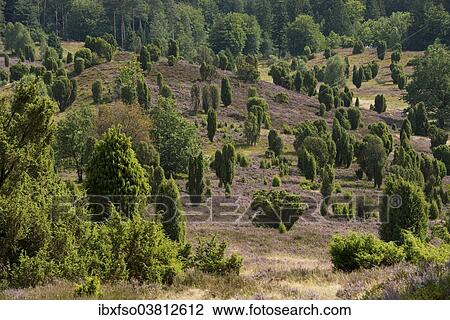 "Heather (Calluna vulgaris), flowering, and Common Juniper (Juniperus communis), Totengrund Valley, Wilsede, Luneburg Heath nature reserve, Lower Saxony, Germany, Europe" View Large Photo Image Stock Image - "Heather (Calluna vulgaris), flowering, and Common Juniper (Juniperus communis), Totengrund Valley, Wilsede, Luneburg Heath nature reserve, Lower Saxony, Germany, Europe". Fotosearch