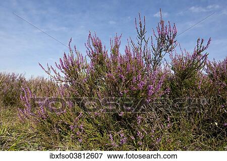 "Heather (Calluna vulgaris), flowering, Luneburg Heath nature reserve, Lower Saxony, Germany, Europe" View Large Photo Image Stock Photo - "Heather (Calluna vulgaris), flowering, Luneburg Heath nature reserve, Lower Saxony, Germany, Europe". Fotosearch