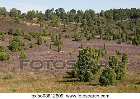 "Heather (Calluna vulgaris), flowering, and Common Juniper (Juniperus communis), Totengrund Valley, Wilsede, Luneburg Heath nature reserve, Lower Saxony, Germany, Europe" View Large Photo Image Stock Photo - "Heather (Calluna vulgaris), flowering, and Common Juniper (Juniperus communis), Totengrund Valley, Wilsede, Luneburg Heath nature reserve, Lower Saxony, Germany, Europe". Fotosearch
