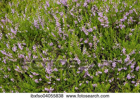 "Heather (Calluna vulgaris), flowering, Lower Saxony, Germany, Europe" View Large Photo Image Stock Photo - "Heather (Calluna vulgaris), flowering, Lower Saxony, Germany, Europe". Fotosearch