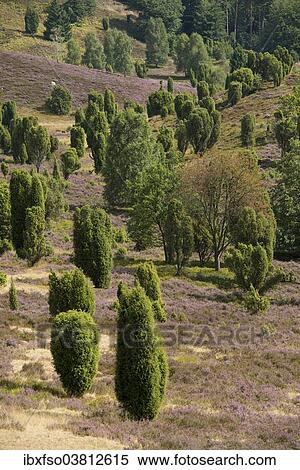 Stock Photography - "Heather (Calluna vulgaris), flowering, and Common Juniper (Juniperus communis), Totengrund Valley, Wilsede, Luneburg Heath nature reserve, Lower Saxony, Germany, Europe". Fotosearch