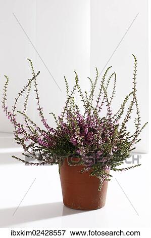 Heather (Calluna vulgaris) in a flower pot View Large Photo Image Stock Photo - Heather (Calluna vulgaris) in a flower pot. Fotosearch