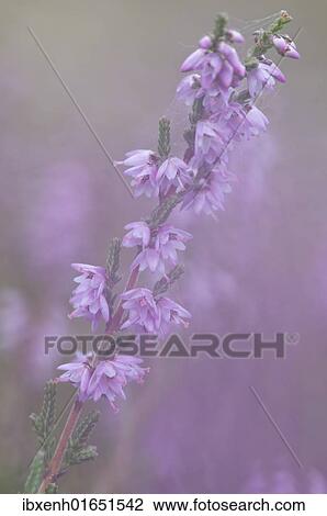 Heather (Calluna vulgaris) View Large Photo Image Stock Image - Heather (Calluna vulgaris). Fotosearch