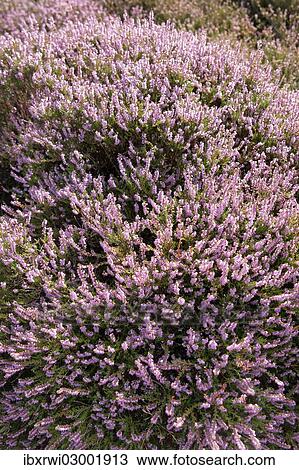 "Heather (Calluna vulgaris), Sylt, Sylt, Schleswig-Holstein, Germany, Europe" View Large Photo Image Stock Image - "Heather (Calluna vulgaris), Sylt, Sylt, Schleswig-Holstein, Germany, Europe". Fotosearch