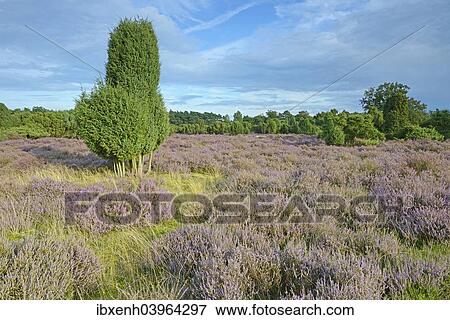"Heather in bloom in a juniper grove, Emsland, Lower Saxony, Germany, Europe" View Large Photo Image Stock Photo - "Heather in bloom in a juniper grove, Emsland, Lower Saxony, Germany, Europe". Fotosearch