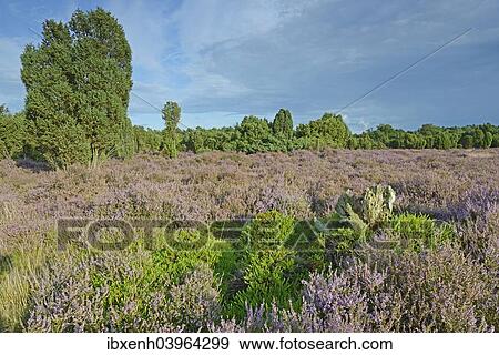 "Heather in bloom in a juniper grove, Emsland, Lower Saxony, Germany, Europe" View Large Photo Image Stock Photo - "Heather in bloom in a juniper grove, Emsland, Lower Saxony, Germany, Europe". Fotosearch