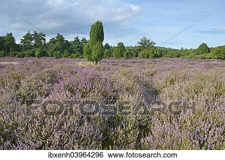 Stock Photograph - "Heather in bloom in a juniper grove, Emsland, Lower Saxony, Germany, Europe". Fotosearch