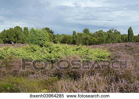 "Heather in bloom in a juniper grove, Emsland, Lower Saxony, Germany, Europe" View Large Photo Image Stock Photography - "Heather in bloom in a juniper grove, Emsland, Lower Saxony, Germany, Europe". Fotosearch