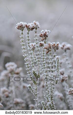 "Heather is covered with with hoarfrost, Tiste, Lower Saxony, Germany, Europe" View Large Photo Image Stock Photo - "Heather is covered with with hoarfrost, Tiste, Lower Saxony, Germany, Europe". Fotosearch