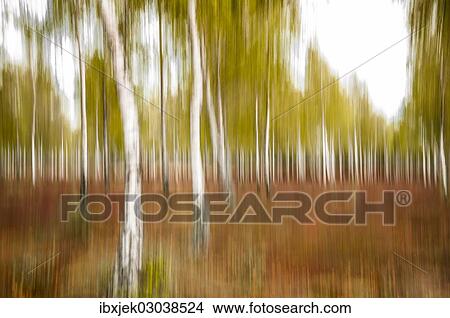 Picture - "Heathland with birches, Reicherskreuzer Heide, Reicherskreuz, Brandenburg, Germany, Europe". Fotosearch
