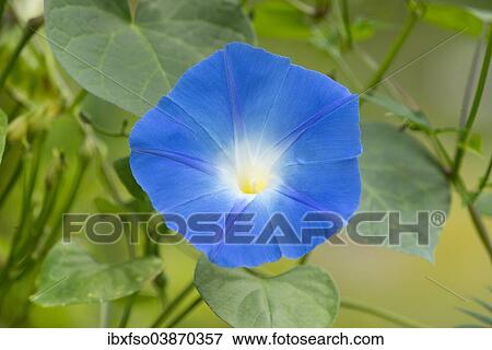 "Heavenly Blue Morning Glory (Ipomoea tricolor), flowering, Thuringia, Germany, Europe" View Large Photo Image Stock Photo - "Heavenly Blue Morning Glory (Ipomoea tricolor), flowering, Thuringia, Germany, Europe". Fotosearch