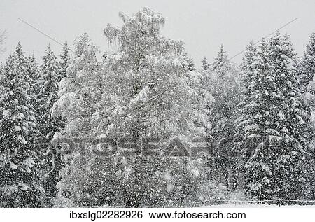 "Heavy snowfall in a spruce mixed forest, branches of a birch tree bent by the snow load, near Raubling, alpine upland, Bavaria, Germany, Europe" View Large Photo Image Stock Photograph - "Heavy snowfall in a spruce mixed forest, branches of a birch tree bent by the snow load, near Raubling, alpine upland, Bavaria, Germany, Europe". Fotosearch