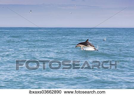 "Hector's Dolphin (Cephalorhynchus hectori) jumping out of the water, Ferniehurst, Canterbury Region, New Zealand, Oceania" View Large Photo Image Stock Image - "Hector's Dolphin (Cephalorhynchus hectori) jumping out of the water, Ferniehurst, Canterbury Region, New Zealand, Oceania". Fotosearch