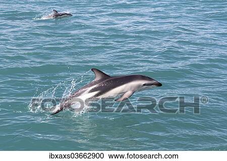Stock Image - "Hector's Dolphin (Cephalorhynchus hectori) jumping out of the water, Ferniehurst, Canterbury Region, New Zealand, Oceania". Fotosearch