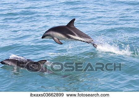 Stock Photo - "Hector's Dolphins (Cephalorhynchus hectori) jumping out of the water, Ferniehurst, Canterbury Region, New Zealand, Oceania". Fotosearch