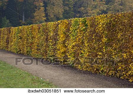 "Hedge made of beech trees (Fagus sylvatica) with autumn foliage, Harz, Quedlinburg, Saxony-Anhalt, Germany, Europe" View Large Photo Image Stock Image - "Hedge made of beech trees (Fagus sylvatica) with autumn foliage, Harz, Quedlinburg, Saxony-Anhalt, Germany, Europe". Fotosearch