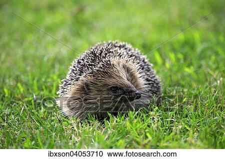 "Hedgehog (Erinaceus europaeus), adult, Surrey, England, United Kingdom, Europe" View Large Photo Image Stock Image - "Hedgehog (Erinaceus europaeus), adult, Surrey, England, United Kingdom, Europe". Fotosearch