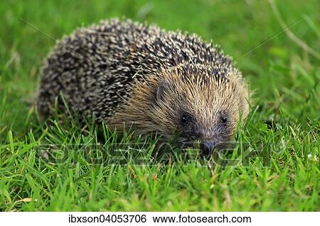 "Hedgehog (Erinaceus europaeus), adult, Surrey, England, United Kingdom, Europe" View Large Photo Image Stock Photograph - "Hedgehog (Erinaceus europaeus), adult, Surrey, England, United Kingdom, Europe". Fotosearch