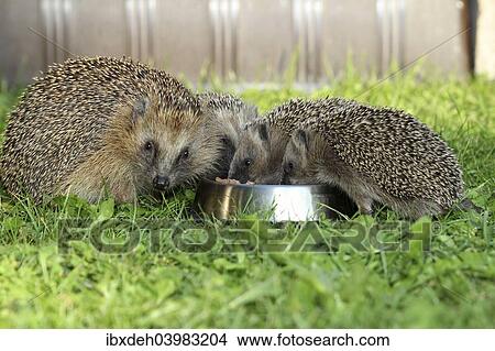 "Hedgehog (Erinaceus europaeus), female and young animals, 4 weeks, feeding from feeding bowl in the garden, Allgau, Bavaria, Germany, Europe" View Large Photo Image Picture - "Hedgehog (Erinaceus europaeus), female and young animals, 4 weeks, feeding from feeding bowl in the garden, Allgau, Bavaria, Germany, Europe". Fotosearch