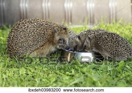 "Hedgehog (Erinaceus europaeus), female and young animals, 4 weeks, feeding from feeding bowl in the garden, Allgau, Bavaria, Germany, Europe" View Large Photo Image Stock Image - "Hedgehog (Erinaceus europaeus), female and young animals, 4 weeks, feeding from feeding bowl in the garden, Allgau, Bavaria, Germany, Europe". Fotosearch