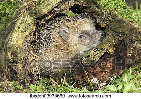 "Hedgehog (Erinaceus europaeus) in old tree stump, Allgau, Bavaria, Germany, Europe" View Large Photo Image Stock Photo - "Hedgehog (Erinaceus europaeus) in old tree stump, Allgau, Bavaria, Germany, Europe". Fotosearch