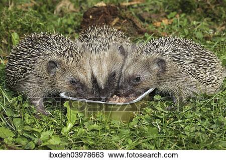 "Hedgehog (Erinaceus europaeus), young animals feeding from bowl in the garden, Allgau, Bavaria, Germany, Europe" View Large Photo Image Stock Image - "Hedgehog (Erinaceus europaeus), young animals feeding from bowl in the garden, Allgau, Bavaria, Germany, Europe". Fotosearch