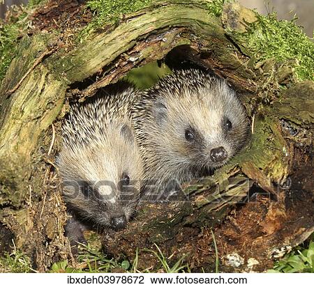 Stock Image - "Hedgehog (Erinaceus europaeus), young animals in old tree stump, Allgau, Bavaria, Germany, Europe". Fotosearch
