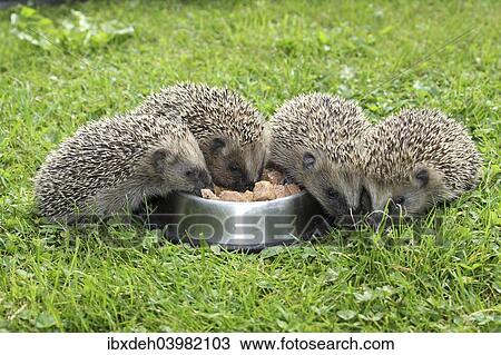 "Hedgehog (Erinaceus europaeus), young animals, 4 weeks, feeding from feeding bowl in the garden, Allgau, Bavaria, Germany, Europe" View Large Photo Image Stock Image - "Hedgehog (Erinaceus europaeus), young animals, 4 weeks, feeding from feeding bowl in the garden, Allgau, Bavaria, Germany, Europe". Fotosearch