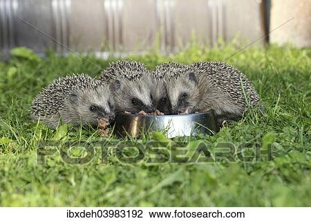 "Hedgehog (Erinaceus europaeus), young animals, 4 weeks, feeding from feeding bowl in the garden, Allgau, Bavaria, Germany, Europe" View Large Photo Image Stock Image - "Hedgehog (Erinaceus europaeus), young animals, 4 weeks, feeding from feeding bowl in the garden, Allgau, Bavaria, Germany, Europe". Fotosearch