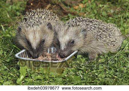 "Hedgehog (Erinaceus europaeus), young animals feeding from bowl in the garden, Allgau, Bavaria, Germany, Europe" View Large Photo Image Stock Photo - "Hedgehog (Erinaceus europaeus), young animals feeding from bowl in the garden, Allgau, Bavaria, Germany, Europe". Fotosearch