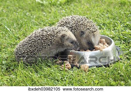 "Hedgehog (Erinaceus europaeus), young animals, 4 weeks, feeding from feeding bowl in the garden, Allgau, Bavaria, Germany, Europe" View Large Photo Image Stock Photography - "Hedgehog (Erinaceus europaeus), young animals, 4 weeks, feeding from feeding bowl in the garden, Allgau, Bavaria, Germany, Europe". Fotosearch
