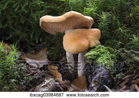 "Hedgehog Mushroom (Hydnum repandum var. Rufescens), Monchbruch forest, Russelsheim, Hesse, Germany, Europe" View Large Photo Image Stock Photo - "Hedgehog Mushroom (Hydnum repandum var. Rufescens), Monchbruch forest, Russelsheim, Hesse, Germany, Europe". Fotosearch