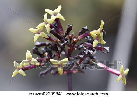 "Hedyotis, invasive species in Hawaii growing on lava, Mauna Ulu, Hawaii Volcanoes National Park, Big Island, Hawaii, USA" View Large Photo Image Stock Image - "Hedyotis, invasive species in Hawaii growing on lava, Mauna Ulu, Hawaii Volcanoes National Park, Big Island, Hawaii, USA". Fotosearch