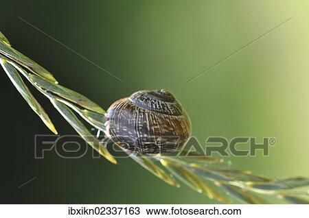 "Helicidae snail (Helicidae), snail-shell on grass" View Large Photo Image Stock Image - "Helicidae snail (Helicidae), snail-shell on grass". Fotosearch