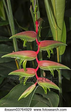"Heliconia (Heliconia), Chiang Mai Province, Thailand, Asia" View Large Photo Image Stock Photo - "Heliconia (Heliconia), Chiang Mai Province, Thailand, Asia". Fotosearch
