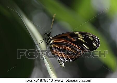 "Heliconian butterfly (Eueides isabellae), captive, Germany, Europe" View Large Photo Image Stock Image - "Heliconian butterfly (Eueides isabellae), captive, Germany, Europe". Fotosearch