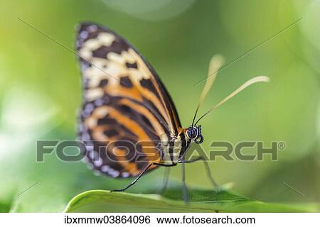 "Heliconian Butterfly or Longwing Butterfly (Heliconius xanthocles), perched on a leaf, butterfly house, botanical garden, Munich, Upper Bavaria, Bavaria, Germany, Europe" View Large Photo Image Stock Photograph - "Heliconian Butterfly or Longwing Butterfly (Heliconius xanthocles), perched on a leaf, butterfly house, botanical garden, Munich, Upper Bavaria, Bavaria, Germany, Europe". Fotosearch