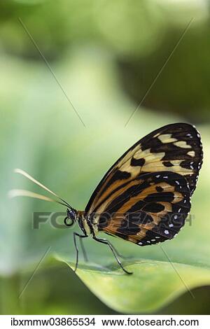 Picture - "Heliconius xanthocles butterfly, sitting on leaf, captive, Munich". Fotosearch