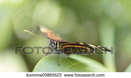Stock Image - "Heliconius xanthocles butterfly, sitting on leaf, captive, Munich". Fotosearch