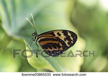 Stock Image - "Heliconius xanthocles butterfly, sitting on leaf, captive, Munich". Fotosearch
