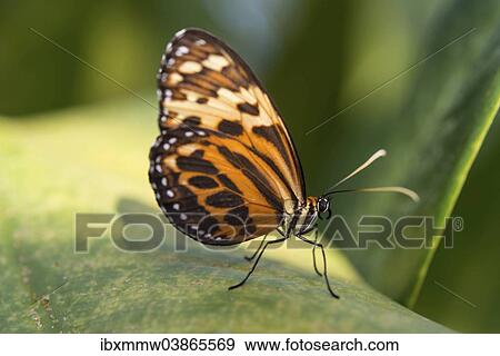 "Heliconius xanthocles butterfly, sitting on leaf, captive, Munich" View Large Photo Image Stock Photo - "Heliconius xanthocles butterfly, sitting on leaf, captive, Munich". Fotosearch